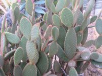 Bunny Ears Cactus
