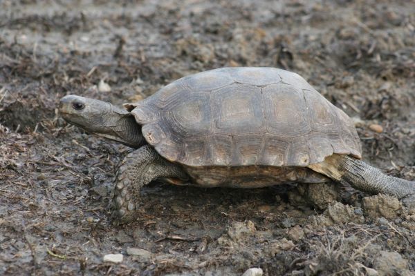 棕靴象龜 Asian Brown Tortoise