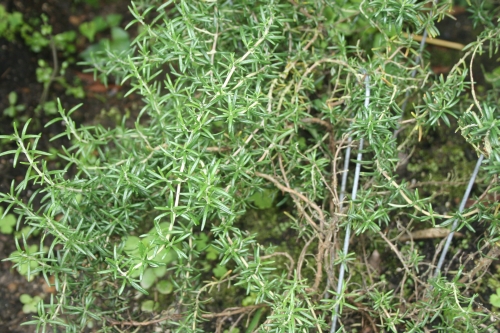 로즈마리 Severn Sea Rosemary
