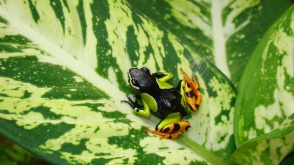 Mantella madagascariensis Green Climbing Mantella