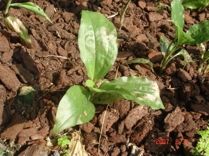 칼란테 실바티카 Long spur orchid