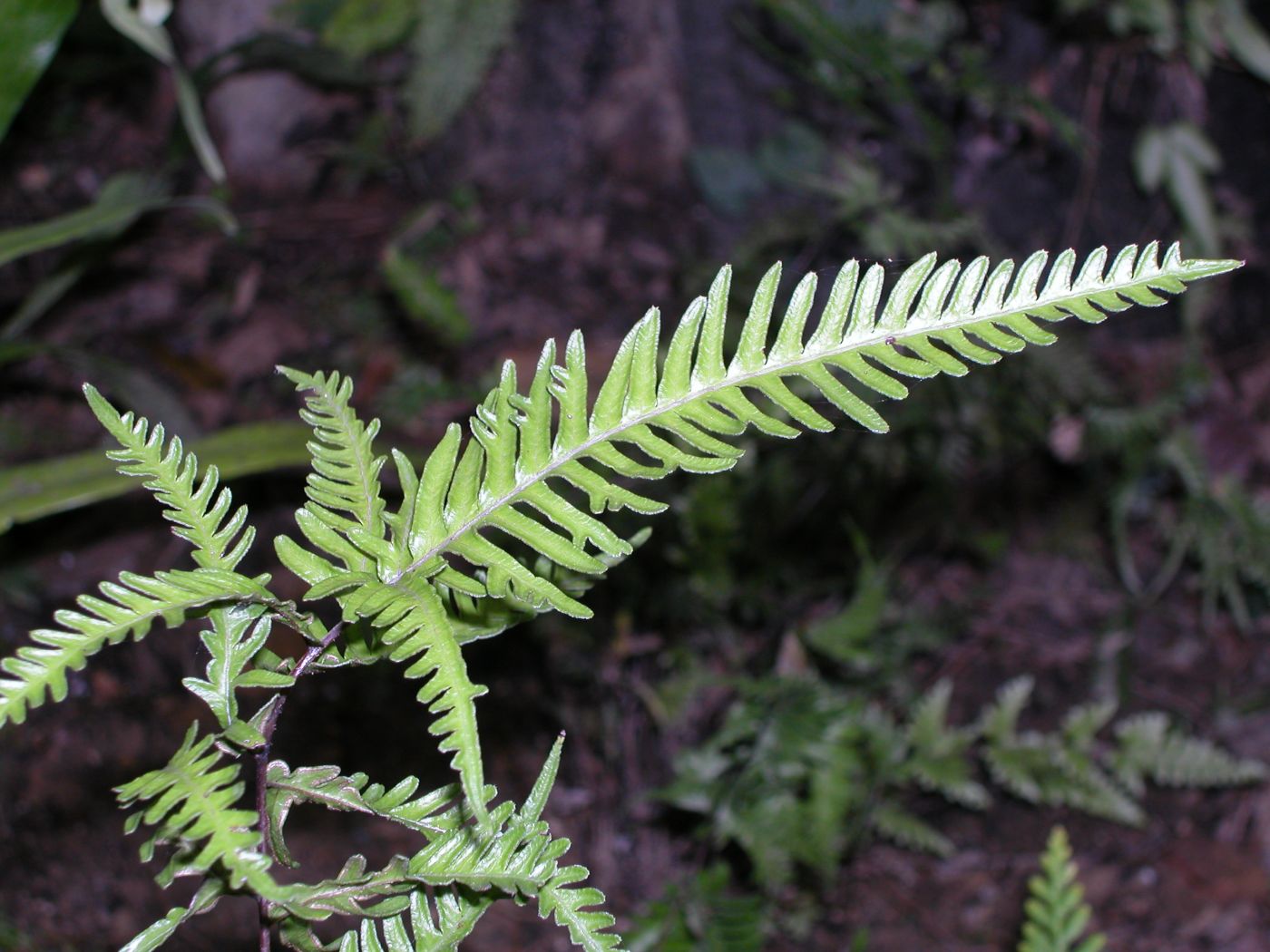 Amakusa Fern Amakusa fern