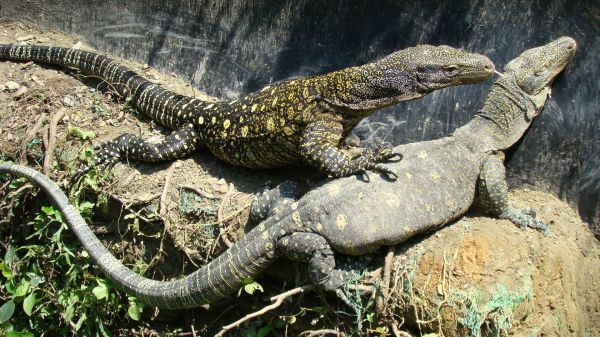 악어왕도마뱀 Tree crocodile monitor