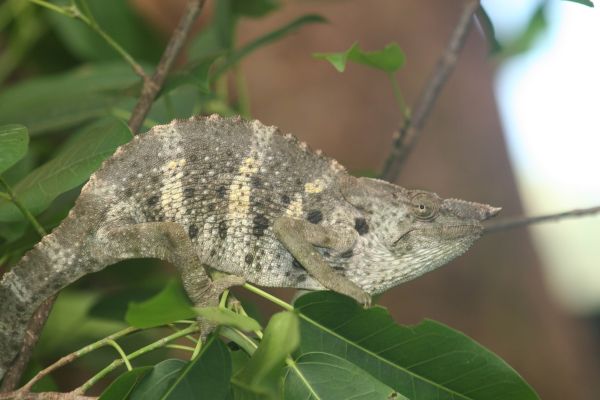 米勒變色龍 Giant One-horned Chameleon