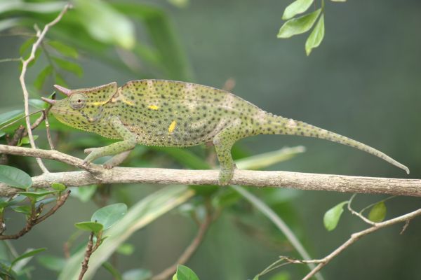 우삼바라세뿔카멜레온 Giant Usambara 3-horned chameleon